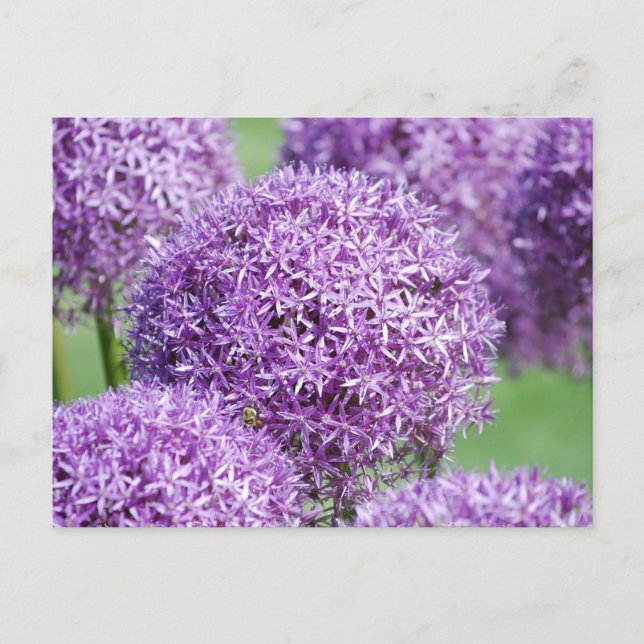 Blooming Allium Blume Postcard Postkarte (Vorderseite)