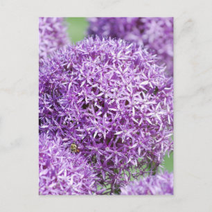 Blooming Allium Blume Postcard Postkarte
