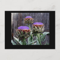 Blooming Artichokes