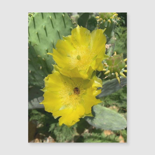 Blooming Cactus Blume Magnet (Vorderseite)