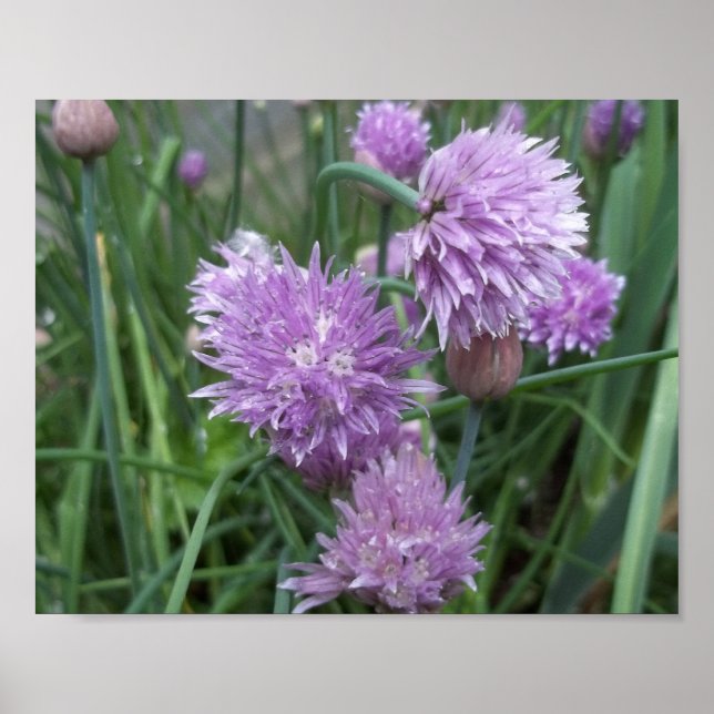 Blooming Chives Poster (Vorne)