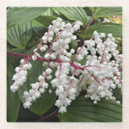 Blooming False Solomon Siegel Pflanze Floral Glasuntersetzer