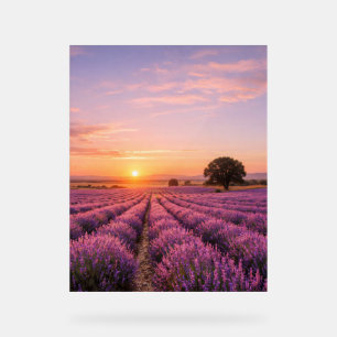 Blooming Lavender Field at Golden Sunset Provence Acrylschild