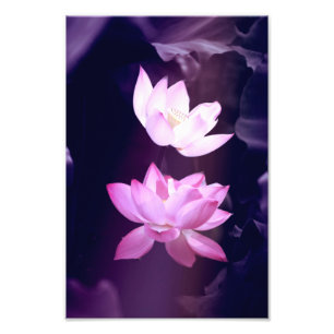 Blooming Lotus Blume Fotodruck