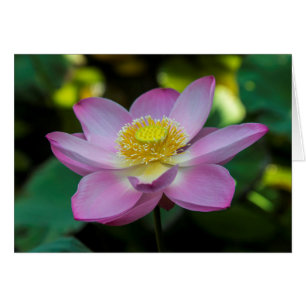 Blooming lotus Blume, Indonesien