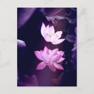 Blooming Lotus Blume Postkarte