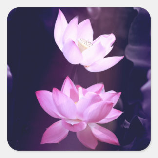 Blooming Lotus Blume Quadratischer Aufkleber