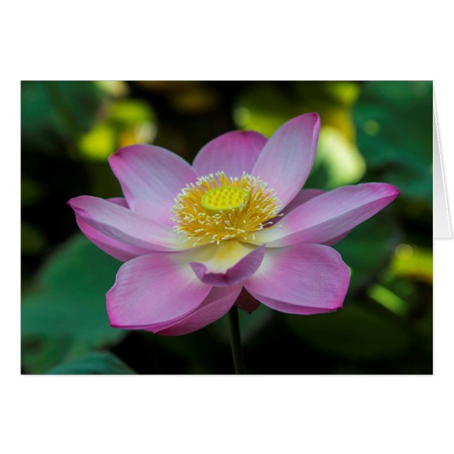 Blooming lotus flower, Indonesien (Vorderseite (Horizontal))