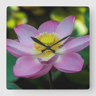 Blooming lotus flower, Indonesien Quadratische Wanduhr