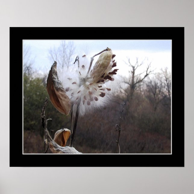 Blooming Milkweed Pod Poster (Vorne)