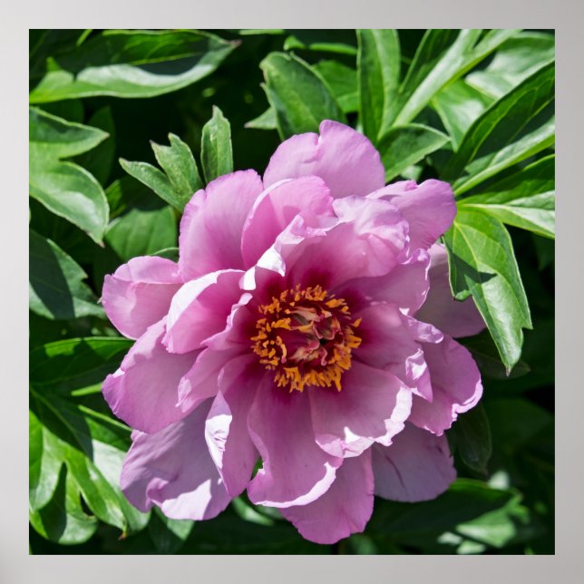 Blooming Peony Poster (Vorne)