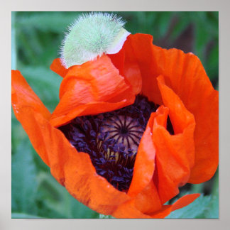 Blooming Poppy Poster