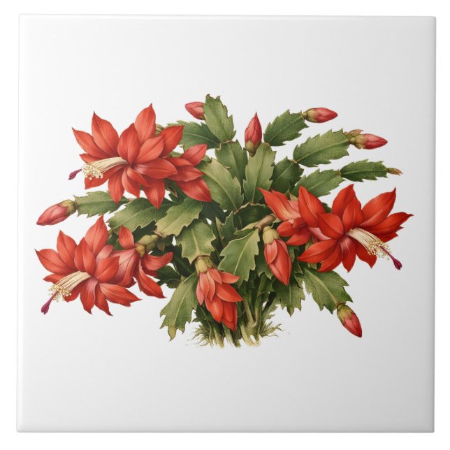 Blooming Red Christmas Cactus Plant  Fliese (Vorderseite)