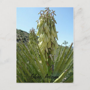 Blooming Yucca Postkarte