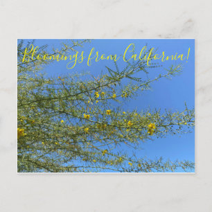 Bloomings aus dem kalifornischen Wüstenmuseum Palo Postkarte