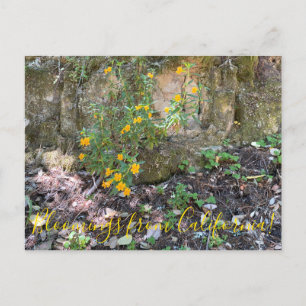 Bloomings aus Kalifornien: Affen-Blume Postkarte