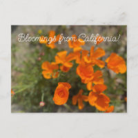 Bloomings aus Kalifornien: April-Wildblumen