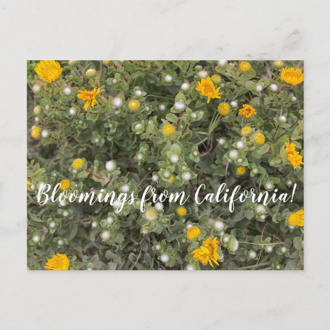Bloomings aus Kalifornien: Asilomar Staat Beach Postkarte (Vorderseite)