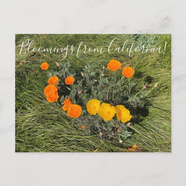 Bloomings aus Kalifornien: Bicolor Poppies Postkarte (Vorderseite)