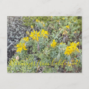 Bloomings aus Kalifornien: Bladderpod Postcard Postkarte