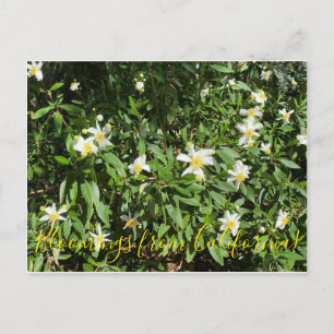 Bloomings aus Kalifornien: Bush Anemone Postkarte