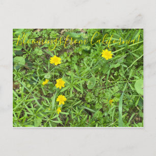 Bloomings aus Kalifornien: Buttercup Postkarte