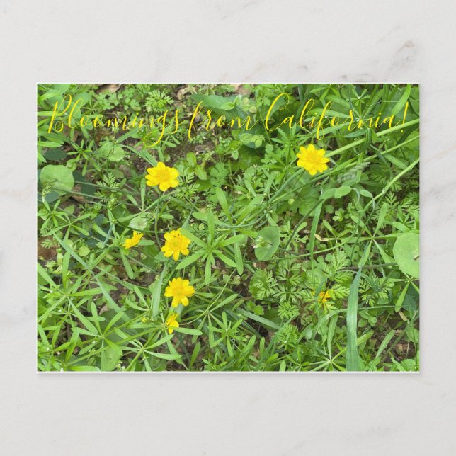 Bloomings aus Kalifornien: Buttercup Postkarte (Vorderseite)