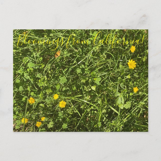 Bloomings aus Kalifornien: Buttercup Postkarte (Vorderseite)