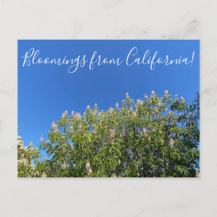 Bloomings aus Kalifornien: California Buckeye Post Postkarte
