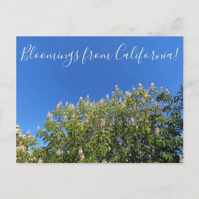 Bloomings aus Kalifornien: California Buckeye Post Postkarte (Vorderseite)