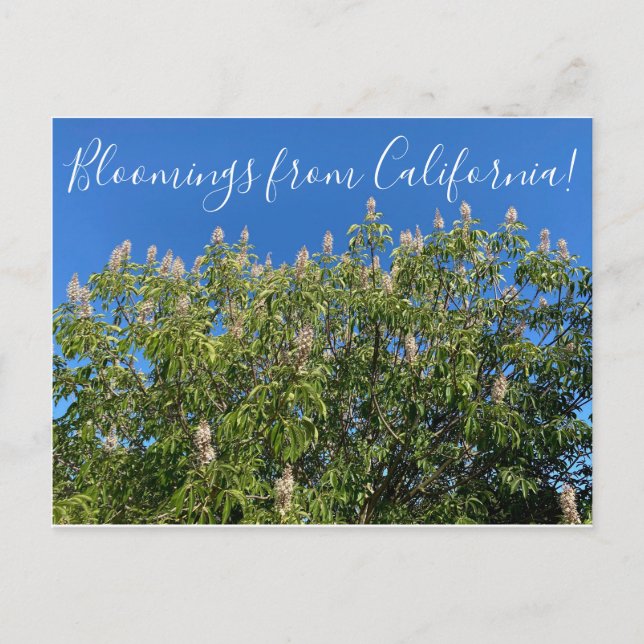 Bloomings aus Kalifornien: California Buckeye Postkarte (Vorderseite)