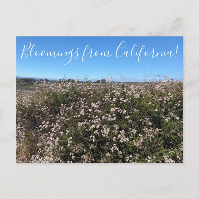 Bloomings aus Kalifornien: California Buckweizen Postkarte (Vorderseite)