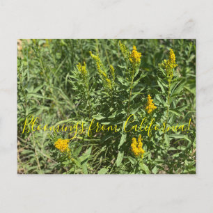 Bloomings aus Kalifornien: California Goldenrod Postkarte