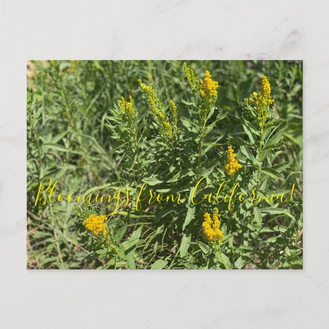 Bloomings aus Kalifornien: California Goldenrod Postkarte (Vorderseite)