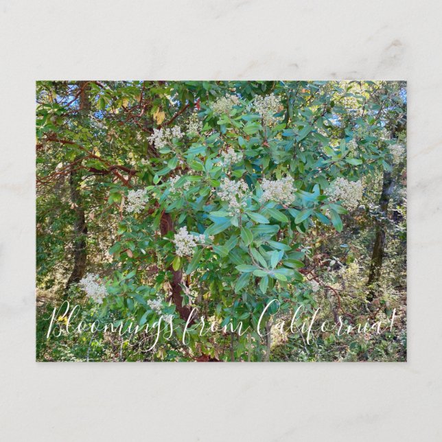 Bloomings aus Kalifornien: California Holly Postca Postkarte (Vorderseite)