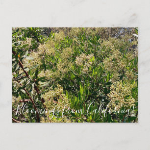 Bloomings aus Kalifornien: California Holly Postkarte