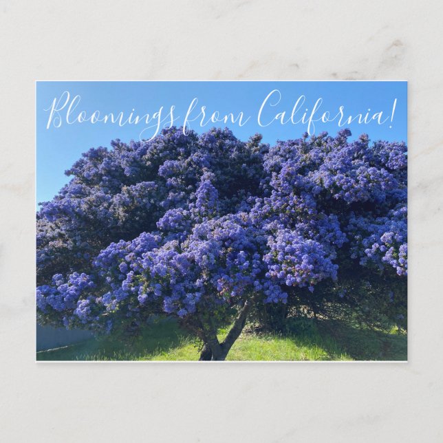 Bloomings aus Kalifornien: California Lilac Postkarte (Vorderseite)