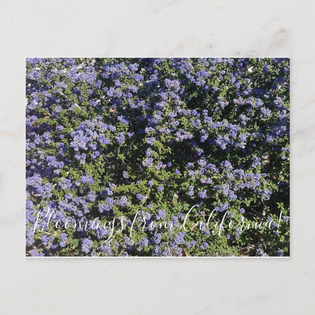 Bloomings aus Kalifornien!: California Lilac Postkarte (Vorderseite)