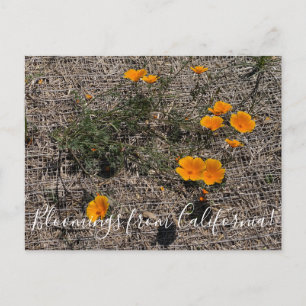 Bloomings aus Kalifornien: California Poppy Postkarte