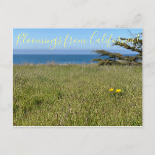 Bloomings aus Kalifornien! - California Poppy Postkarte