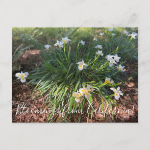 Bloomings aus Kalifornien: Canyon Snow Iris Postca Postkarte