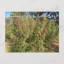 Bloomings aus Kalifornien: Chaparral Currant Postc Postkarte