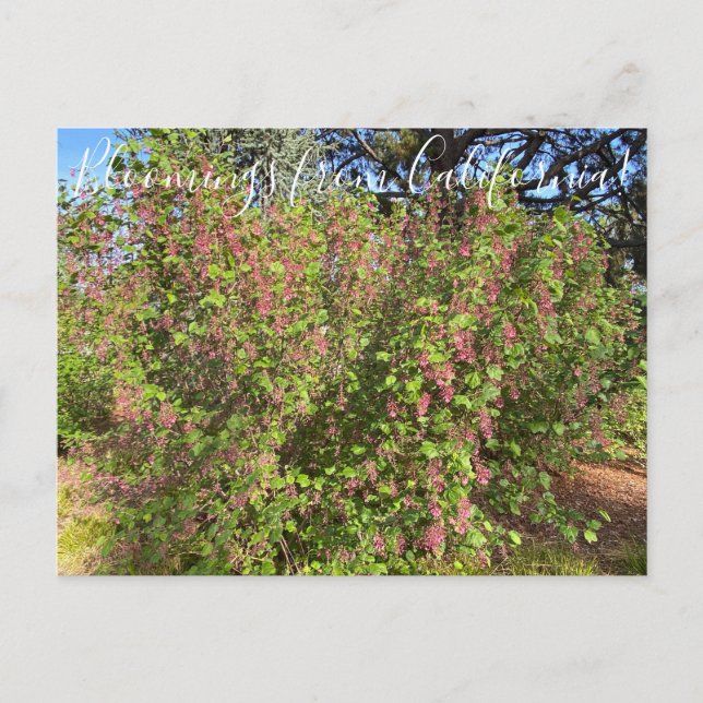 Bloomings aus Kalifornien: Chaparral Currant Postc Postkarte (Vorderseite)