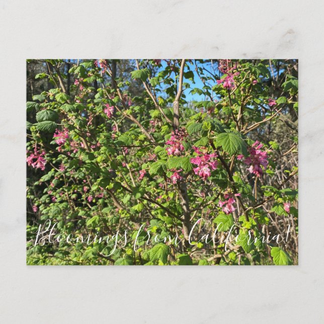 Bloomings aus Kalifornien: Chaparral Currant Postkarte (Vorderseite)
