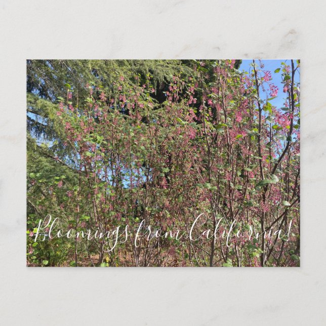 Bloomings aus Kalifornien: Chaparral Currant Postkarte (Vorderseite)