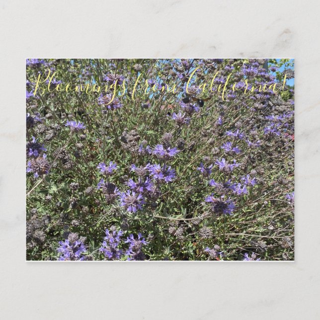 Bloomings aus Kalifornien: Cleveland Sage Postkarte (Vorderseite)