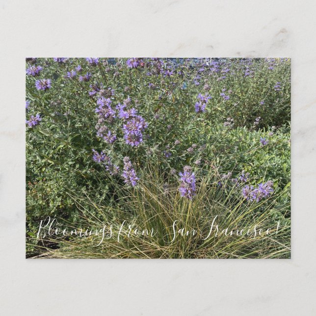 Bloomings aus Kalifornien: Cleveland Sage Postkarte (Vorderseite)