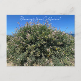 Bloomings aus Kalifornien: Coastal Bush Lupine Postkarte