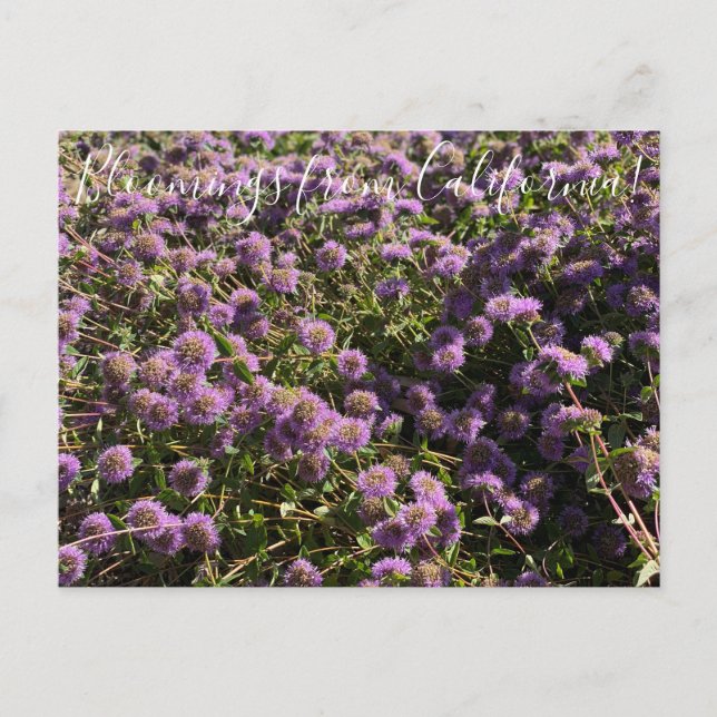 Bloomings aus Kalifornien: Coyote Mint Postkarte (Vorderseite)