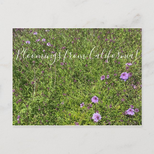 Bloomings aus Kalifornien: De La Myna Verbena Postkarte (Vorderseite)